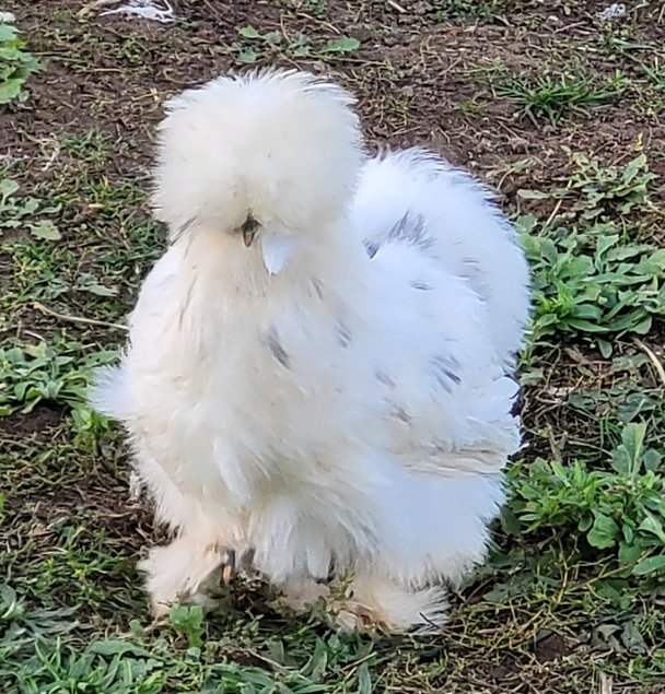 Silkies véritable Poule soie US / Oeuf à couver