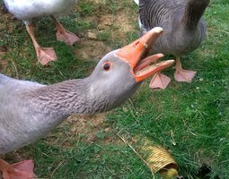 🥚Œufs Fécondé Oie de Toulouse