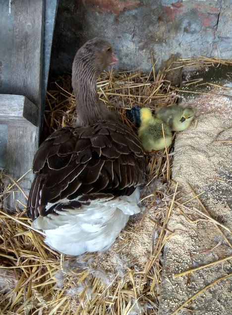 🥚Œufs Fécondé Oie de Toulouse