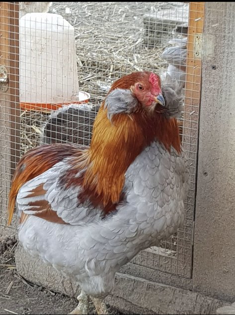 Oeufs poule araucana