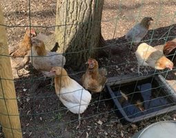 Oeufs poule araucana