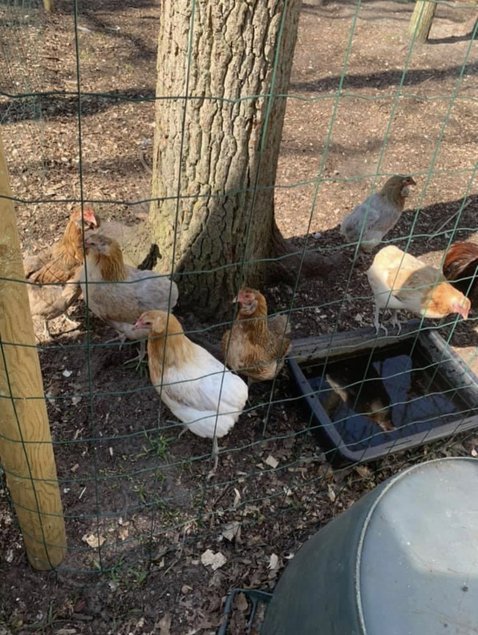 Oeufs poule araucana