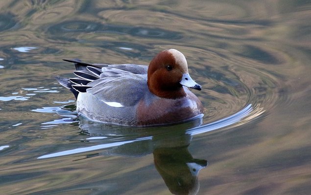 Canard Siffleur