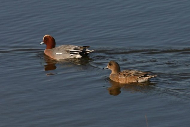 Canard Siffleur