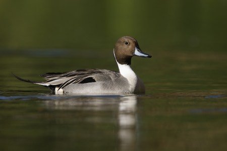 Canard Pilet