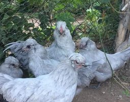 Œufs fécondés poule ameraucana lavande