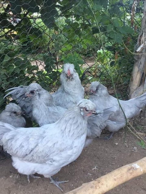 Œufs fécondés poule ameraucana lavande