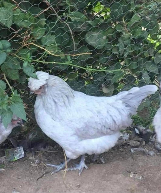 Œufs fécondés poule ameraucana lavande