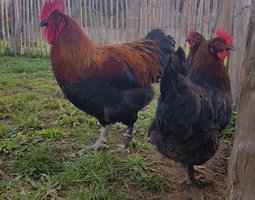 oeufs à couver poule marans noire à camail cuivré