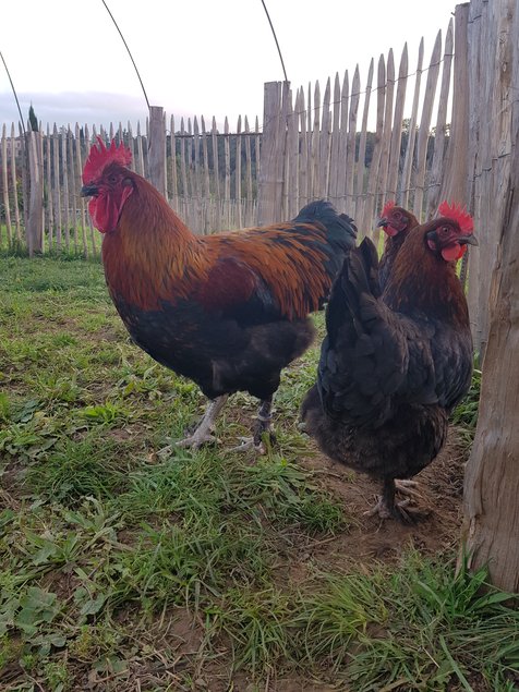 oeufs à couver poule marans noire à camail cuivré