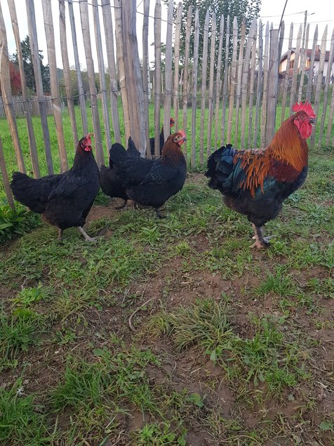 oeufs à couver poule marans noire à camail cuivré