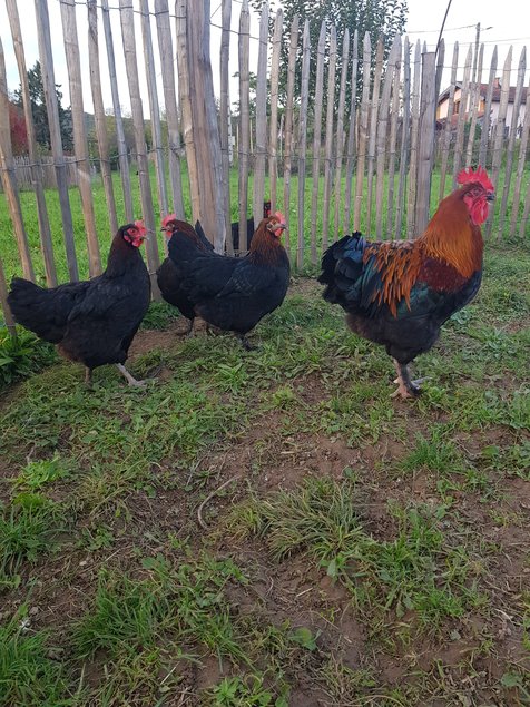 oeufs à couver poule marans noire à camail cuivré