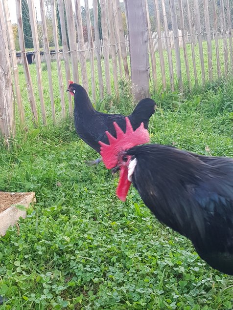 oeufs à couver poule caussade