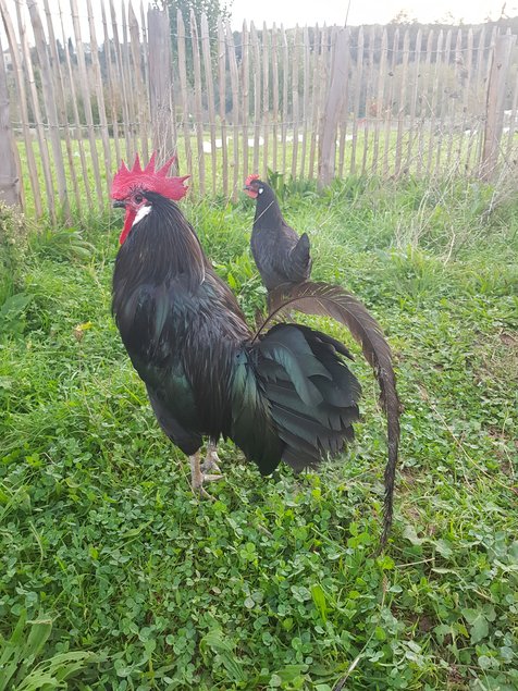 oeufs à couver poule caussade