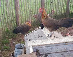 oeufs à couver poule Gauloise saumon dorée