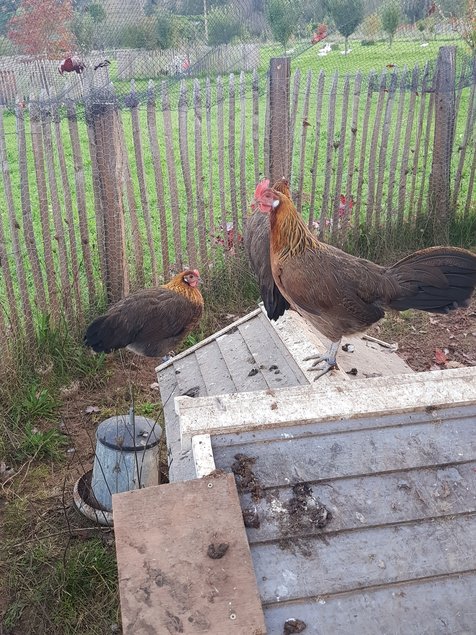 oeufs à couver poule Gauloise saumon dorée