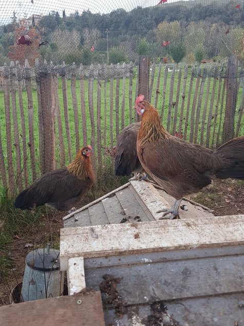 oeufs à couver poule Gauloise saumon dorée