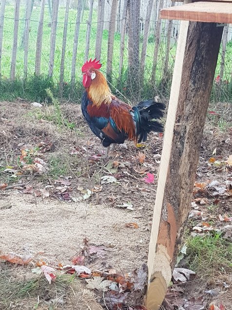 oeufs à couver poule Gauloise saumon dorée