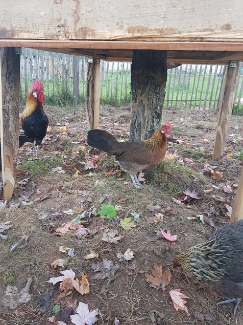 oeufs à couver poule Gauloise saumon dorée