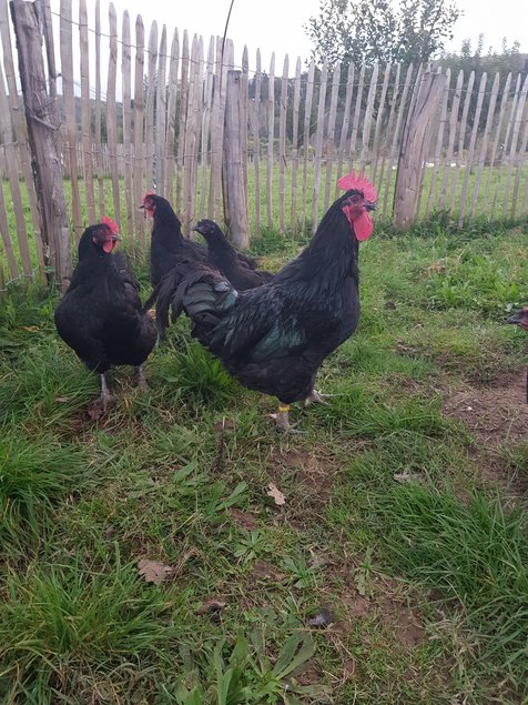 oeufs à couver de poule Noire du Berry