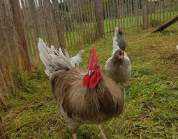 Oeufs à couver poule Limousine