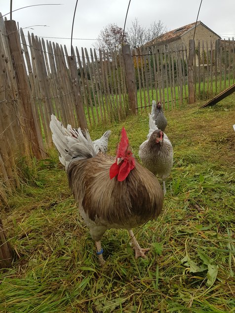 Oeufs à couver poule Limousine