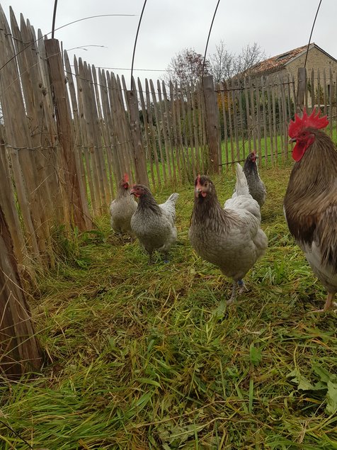 Oeufs à couver poule Limousine