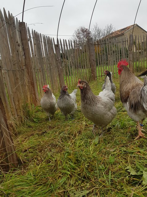 Oeufs à couver poule Limousine