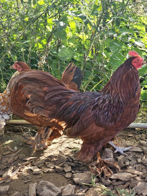 Sabelpoot rouge et fauve caillouté blanc