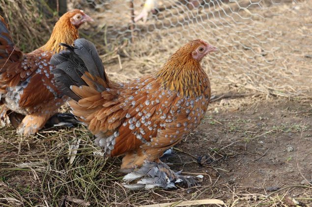 Sabelpoot rouge et fauve caillouté blanc