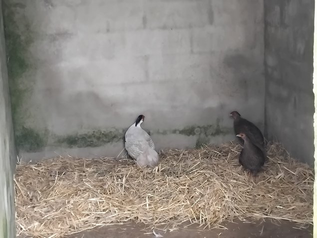 Oeuf fecondé Faisan Argenté