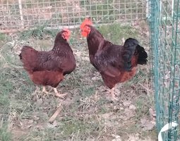 Oeufs fécondés  Rhode-Island