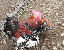 Oeuf fecondé  Pékin mille fleurs