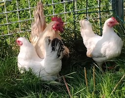 Oeufs fécondés  Chabo