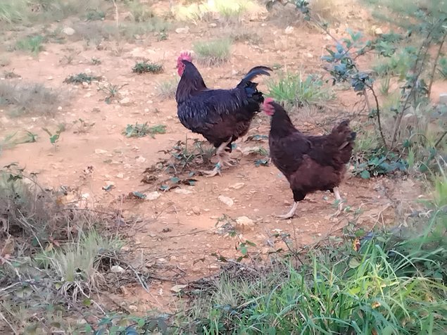 Oeufs fécondés  Rhode-Island