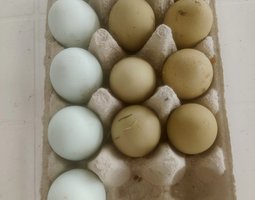 Oeufs fécondés Olives F1 et F2