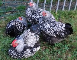 oeuf fécondé Wyandotte argenté à liseré noir