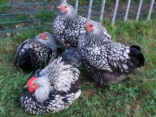 oeuf fécondé Wyandotte argenté à liseré noir