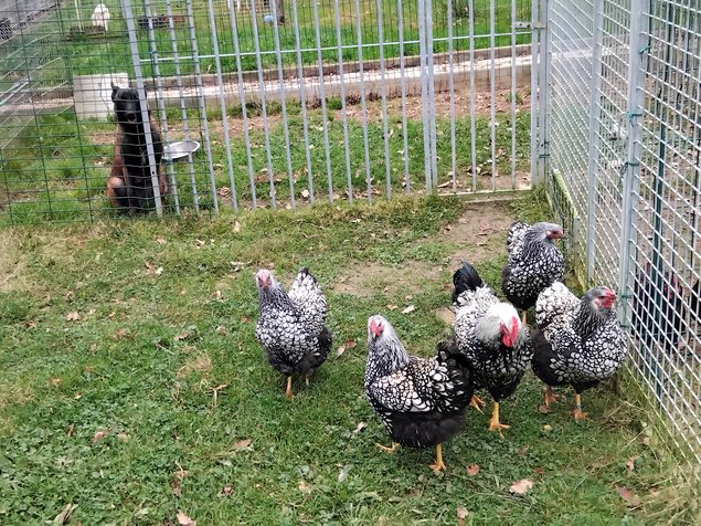 oeuf fécondé Wyandotte argenté à liseré noir