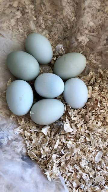 Œufs fécondés poule araucana