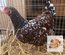 🥚 ADD3C SUSSEX PORCELAINE ROUGE ADD3C 🥚