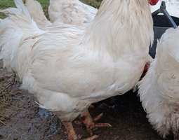 Poulet de chair