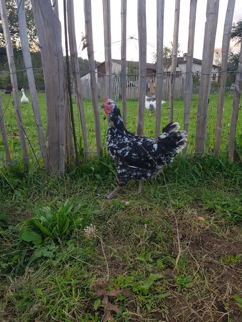 Oeufs à couver poule Gournay