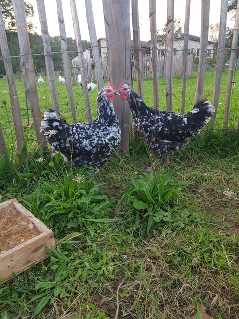 Oeufs à couver poule Gournay