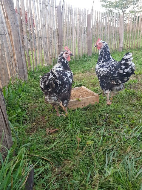 Oeufs à couver poule Gournay