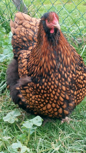 Orpington Fauve a lisere noire