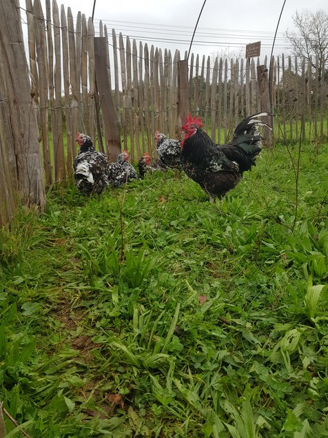 Oeufs à couver poule Gournay