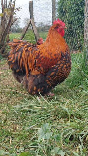 Orpington Fauve a lisere noire