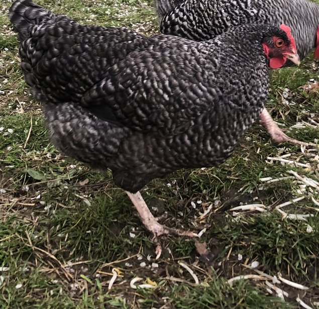 Oeufs fécondés poules Coucou de Rennes pure race