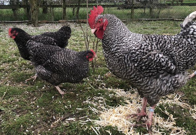 Oeufs fécondés poules Coucou de Rennes pure race